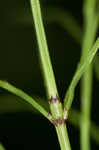 Field horsetail